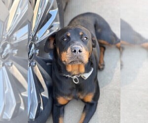 Mother of the Rottweiler puppies born on 12/13/2022