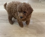 Small #5 Maltipoo
