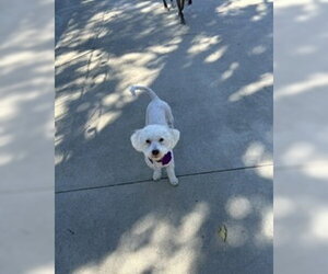 Maggie - Female Poodle (Miniature)-Unknown Mix Dog for Adoption - Photo #12