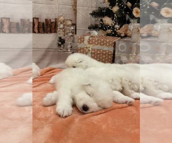 Medium Photo #12 Samoyed Puppy For Sale in DALY CITY, CA, USA