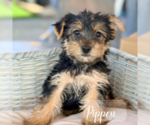 Small #10 Yorkshire Terrier