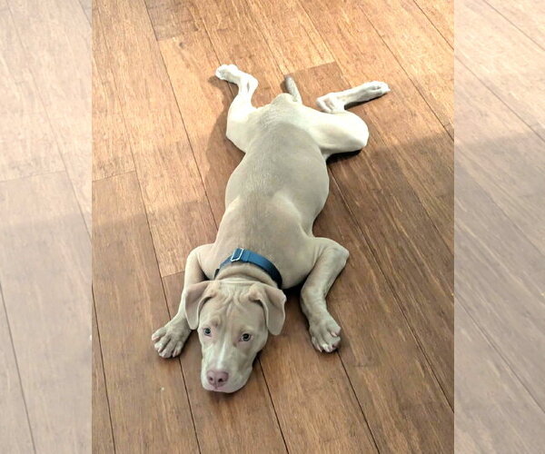 Medium Photo #3 Mutt Puppy For Sale in Rockville, MD, USA