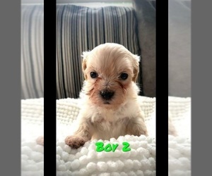 Maltese-Poodle (Toy) Mix Puppy for sale in OWENSBORO, KY, USA
