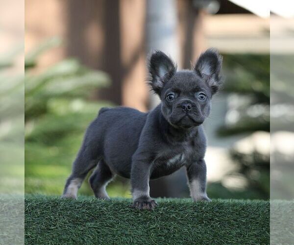 Medium Photo #2 French Bulldog Puppy For Sale in LITITZ, PA, USA