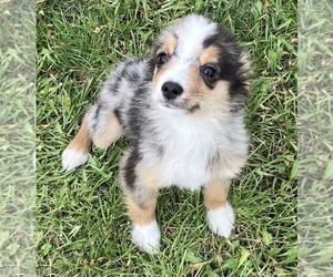 Miniature Australian Shepherd Puppy for sale in FORT MORGAN, CO, USA