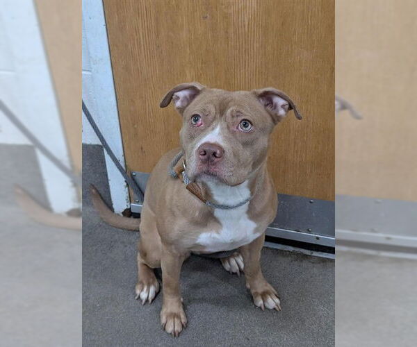 Medium Photo #1 Labrador Retriever-Unknown Mix Puppy For Sale in Forestville, MD, USA