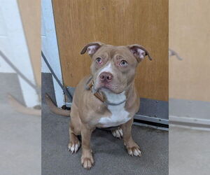 Labrador Retriever-Unknown Mix Dogs for adoption in Forestville, MD, USA