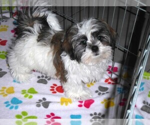 Mal-Shi Puppy for sale in ORO VALLEY, AZ, USA