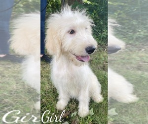 Pyredoodle Puppy for sale in MONCLOVA, OH, USA