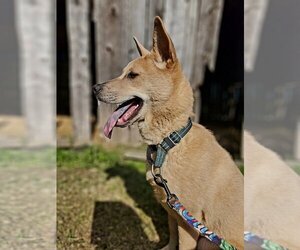 Shiba Inu-Unknown Mix Dogs for adoption in New London, WI, USA