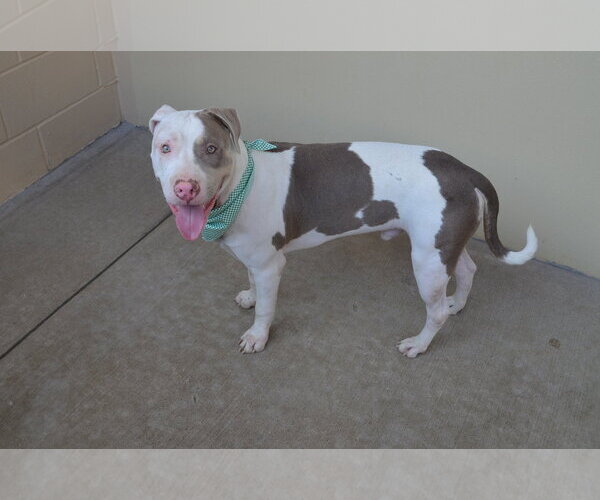 Medium Photo #1 American Pit Bull Terrier-Unknown Mix Puppy For Sale in McKinney, TX, USA