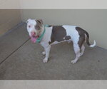 Small American Pit Bull Terrier Mix