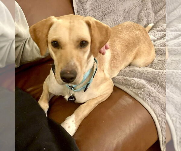 Medium Photo #5 Golden Retriever-Unknown Mix Puppy For Sale in San Juan Capistrano, CA, USA