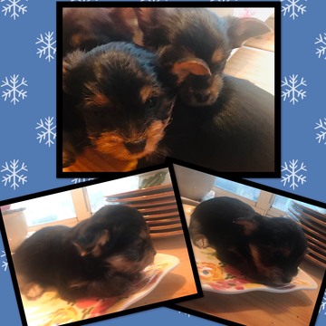 Medium Photo #2 Yorkshire Terrier Puppy For Sale in COOKSTOWN, NJ, USA