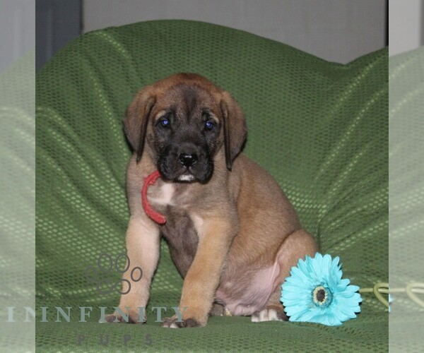 Medium Photo #1 Mastiff Puppy For Sale in RED LION, PA, USA
