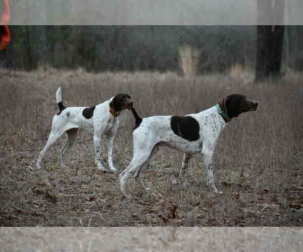 Medium Photo #1 German Shorthaired Pointer Puppy For Sale in EDENTON, NC, USA
