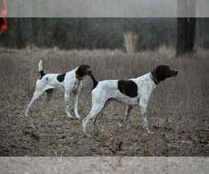 German Shorthaired Pointer Puppy for Sale in EDENTON, North Carolina USA