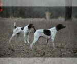 Small German Shorthaired Pointer