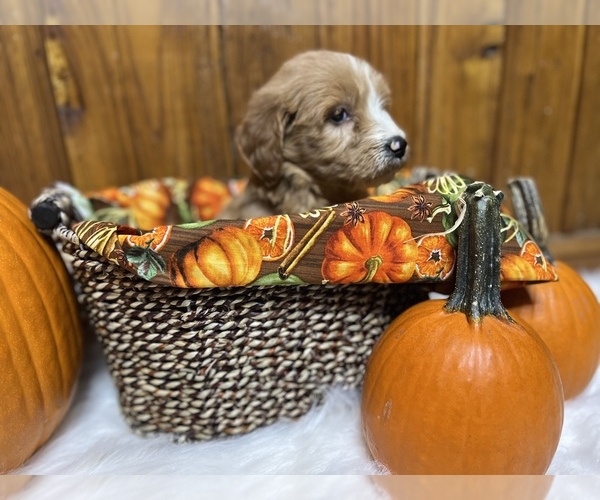 Medium Photo #6 Goldendoodle Puppy For Sale in NEOLA, WV, USA