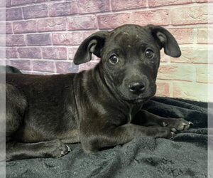 Labrador Retriever-Unknown Mix Dogs for adoption in Lakewood, CO, USA