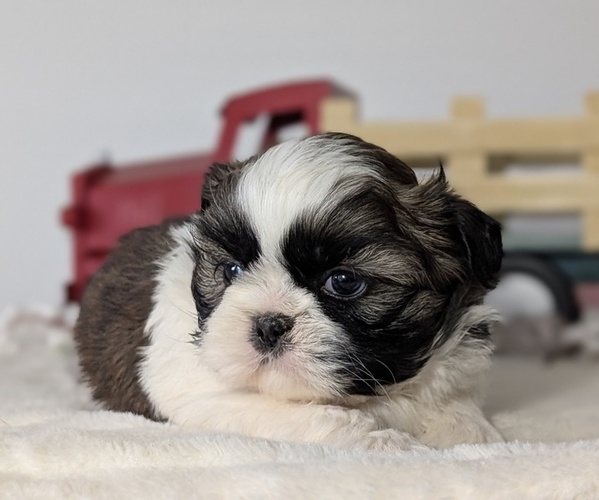 Medium Photo #37 Shih Tzu Puppy For Sale in GOSHEN, IN, USA
