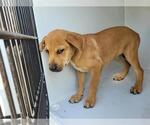 Small Chow Chow-Labrador Retriever Mix
