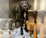 Small Labrador Retriever Mix