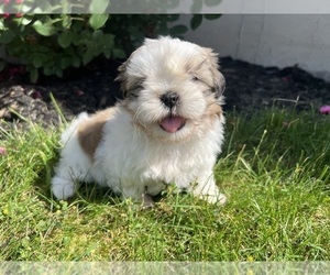 Medium Shih Tzu