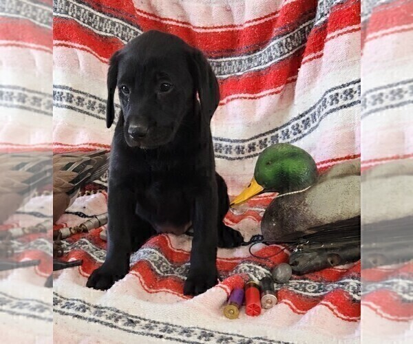 Medium Photo #6 Labrador Retriever Puppy For Sale in MERIDEN, KS, USA
