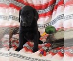 Small Photo #6 Labrador Retriever Puppy For Sale in MERIDEN, KS, USA