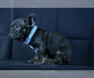 French Bulldog Puppy for sale in BROOKLYN, NY, USA