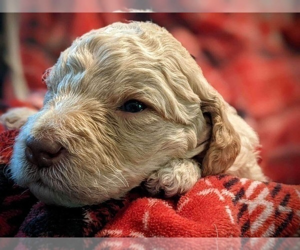 Medium Photo #2 F2 Aussiedoodle Puppy For Sale in LOUISA, VA, USA