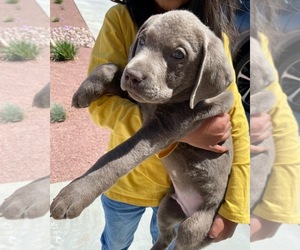 Labrador Retriever Puppy for Sale in RANCHO CUCAMONGA, California USA