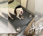 Small American Pit Bull Terrier
