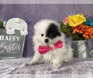 Pomeranian Puppy for sale in LANCASTER, PA, USA