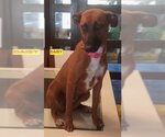 Small #1 Mutt