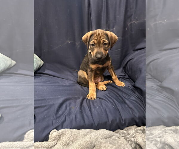 Medium Photo #2 Mutt Puppy For Sale in Plainfield, IL, USA