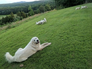 Father of the Great Pyrenees puppies born on 07/24/2018