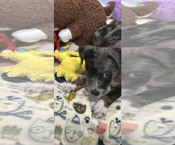 Medium Photo #2 Chihuahua-Unknown Mix Puppy For Sale in Kankakee, IL, USA