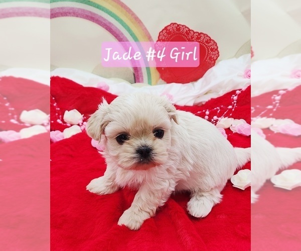Medium Photo #5 Shih Tzu Puppy For Sale in RICE, VA, USA
