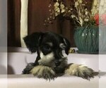 Small Photo #4 Schnauzer (Miniature) Puppy For Sale in AGUANGA, CA, USA