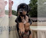 Small Photo #13 Doberman Pinscher Puppy For Sale in NEWTON, NC, USA
