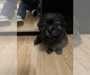 Poodle (Standard)-Shih Tzu Mix Puppy for sale in LONG BEACH, CA, USA