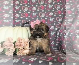 Poovanese Puppy for sale in ELKTON, MD, USA
