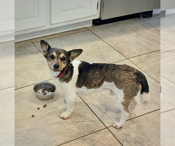 Medium Photo #3 Rat Terrier Puppy For Sale in Atlanta, GA, USA