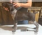 Small #7 German Shorthaired Pointer