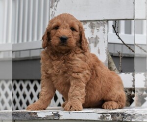 Goldendoodle-Poodle (Miniature) Mix Puppy for sale in GORDONVILLE, PA, USA