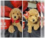 Image preview for Ad Listing. Nickname: Litter of 4
