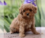 Image preview for Ad Listing. Nickname: Nellie