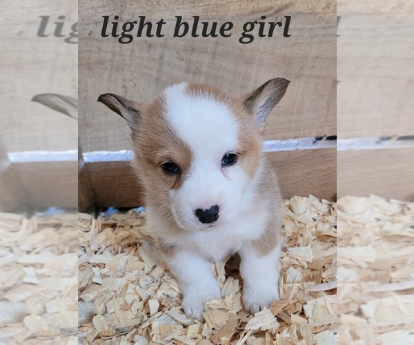 Full screen Photo #7 Pembroke Welsh Corgi Puppy For Sale in MARCELINE, MO, USA